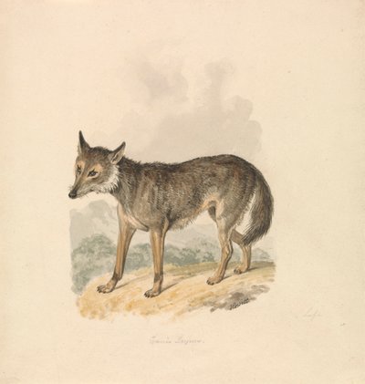 Canis Lupus, oder Grauer Wolf von Samuel Howitt