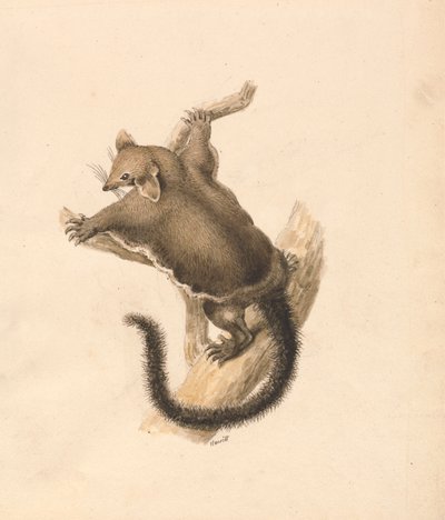 Fliegendes Eichhörnchen von Samuel Howitt