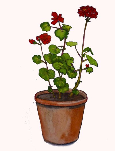 Geranien in einem Blumentopf, 2019 von Sarah Thompson Engels