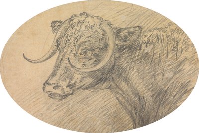 Kopf eines Stiers von Sawrey Gilpin