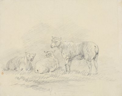 Drei Schafe von Sawrey Gilpin