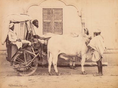 Ochsenkarren, Delhi von Shepherd and Robertson