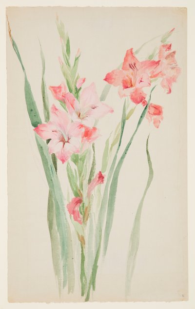 Studie von Amaryllis von Sophia L. Crownfield