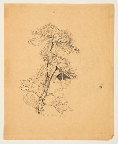 Studie von zwei Chrysanthemen von Sophia L. Crownfield