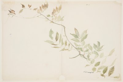 Studie von Wisteria-Blättern von Sophia L. Crownfield