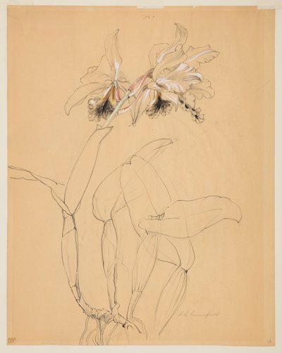 Studie einer Orchidee von Sophia L. Crownfield