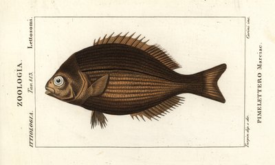 Messing-Chub, Kyphosus vaigiensis von Stanghi Stanghi