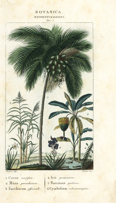Kokosnuss, Banane, Zuckerrohr, etc. von Stanghi Stanghi
