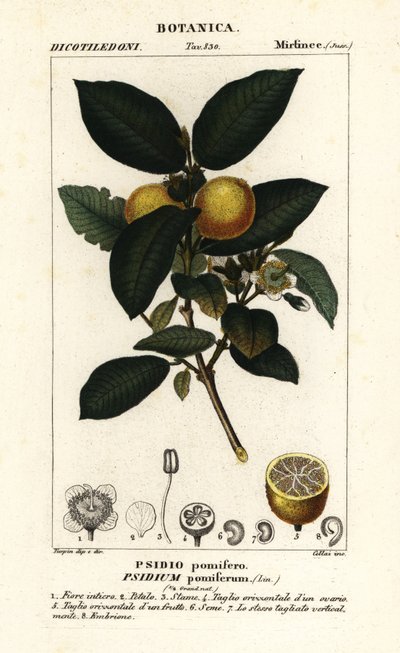 Gemeine Guave, Psidium guajava von Stanghi Stanghi