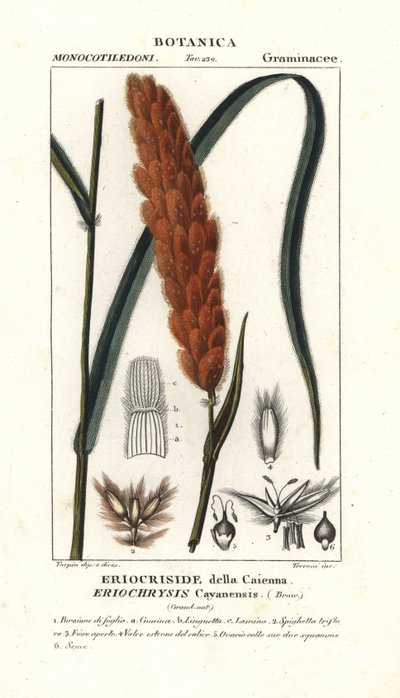 Eriochrysis cayannensis, tropisches amerikanisches Gras von Stanghi Stanghi