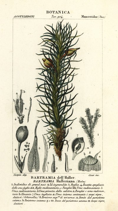 Hallers Apfelmoos, Bartramia halleriana von Stanghi Stanghi