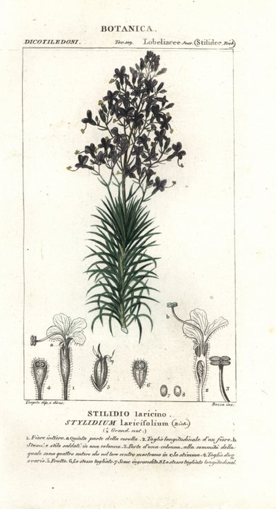 Lärchenblättriger Triggerplant, Stylidium laricifolium von Stanghi Stanghi