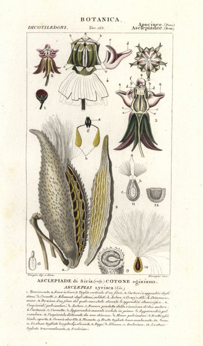 Seidenpflanze, Asclepias syriaca von Stanghi Stanghi