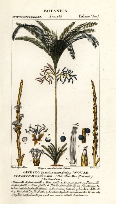 Palme, Geonoma maxima von Stanghi Stanghi
