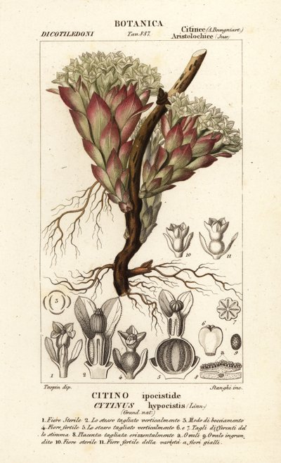 Parasitische Pflanze, Cytinus hypocistis von Stanghi Stanghi