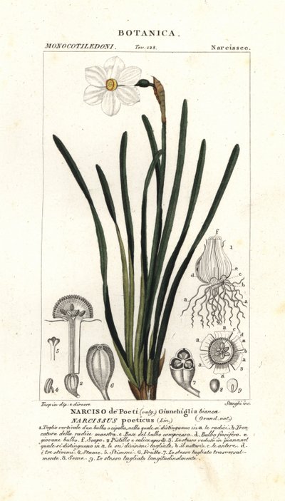 Dichter-Narzisse, Narcissus poeticus von Stanghi Stanghi