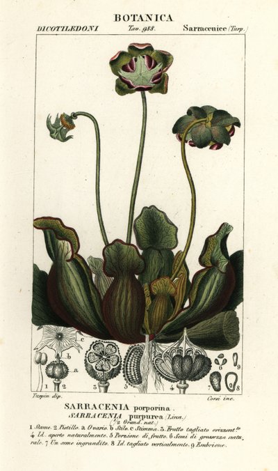 Purpur-Kannenpflanze, Sarracenia purpurea von Stanghi Stanghi