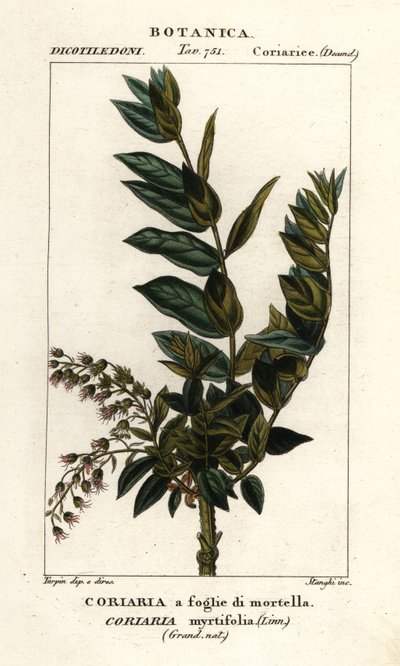 Redoul-Baum, Coriaria myrtifolia von Stanghi Stanghi