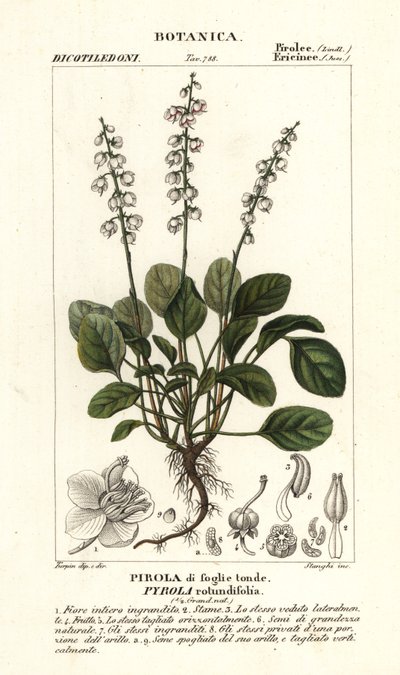 Rundblättriges Wintergrün, Pyrola rotundifolia von Stanghi Stanghi