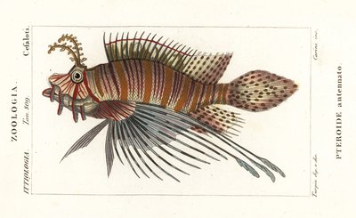 Fahnenbarsch, Pterois antennata von Stanghi Stanghi