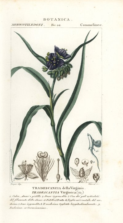 Virginische Dreimasterblume, Tradescantia virginiana von Stanghi Stanghi