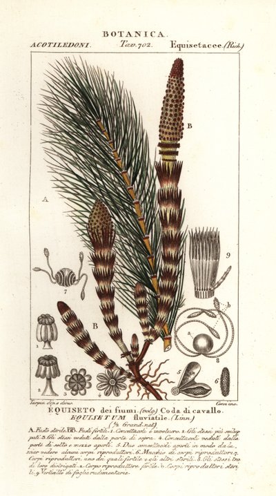 Wasser-Schachtelhalm, Equisetum fluviatile von Stanghi Stanghi