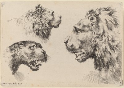 Drei Löwenköpfe, wahrscheinlich 1649 von Stefano della Bella