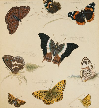 Studien von Schmetterlingen und Insekten von Sydenham Teast Edwards