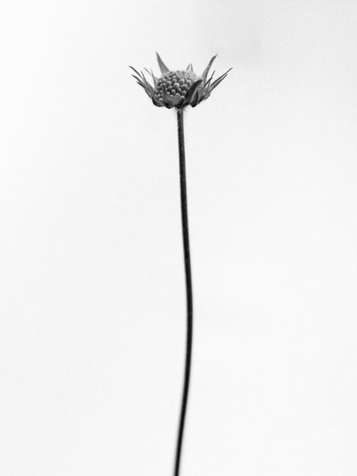 Mitten in den Blumen 33, 2021 von Teis Albers