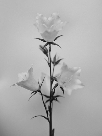 Mitten in den Blumen 43, 2021 von Teis Albers