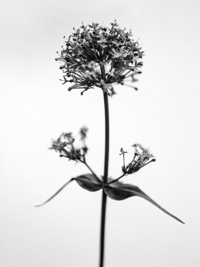 Mitten in den Blumen 53, 2021 von Teis Albers