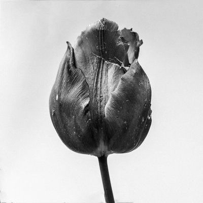 Mitten in den Blumen 64 von Teis Albers