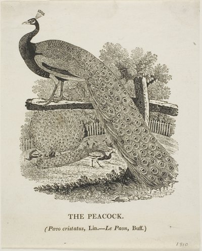 Pfau von Thomas Bewick