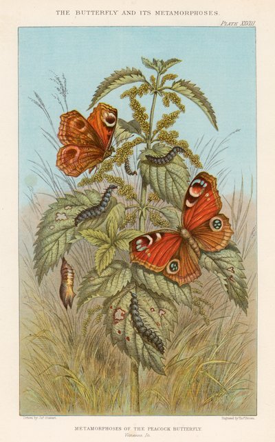 Metamorphosen des Pfauenauges von Thomas Brown