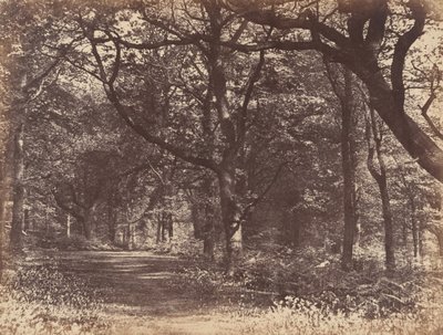 Waldszene, Norton, Cheshire, 1856 von Thomas Davies