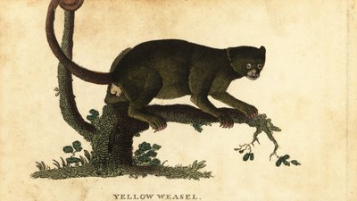 Kinkajou, Potos flavus, 1800 (Gravur) von Thomas Pennant