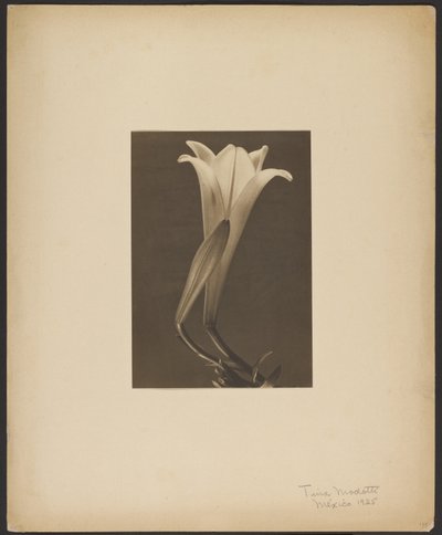 Nr. 1. von Tina Modotti