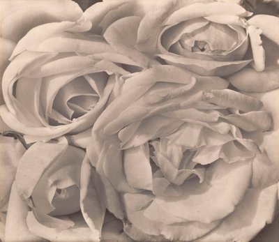 Rosen, Mexiko von Tina Modotti von Tina Modotti