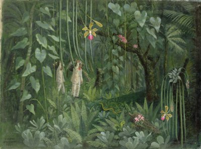 Orchideenjäger von Brasilien von Tirzah Ravilious