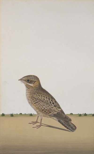 Ein gewöhnlicher Indischer Nachtschwalbe Caprimulgus asiaticus, ca. 1780 von Unbekannt