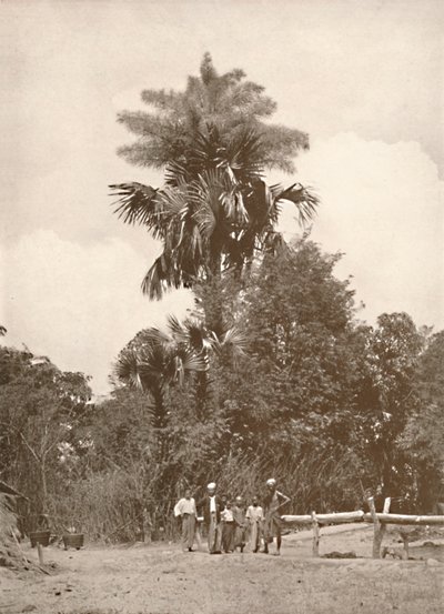 Eine Talipot-Palme in Blüte, 1900 von Unbekannt