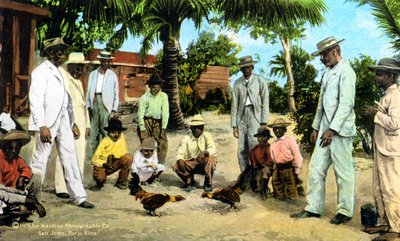 Ein Hahnenkampf, Puerto Rico, 1909 von Unbekannt