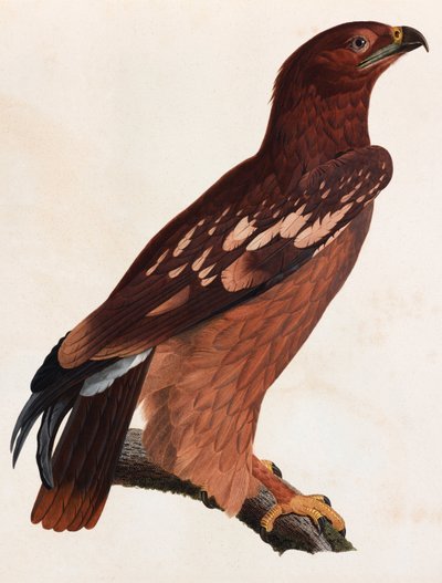Eine Farbillustration eines braunen Vogels von Unbekannt