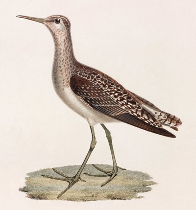 Farbillustration eines Vogels von Unbekannt
