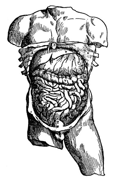 Bauchhöhle und deren Inhalt, 1543 von Unbekannt