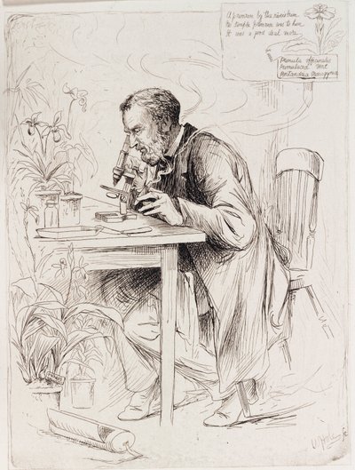 Alexander Dickson, Botaniker von Unbekannt