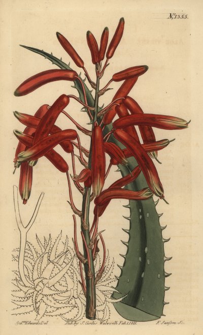 Aloe humilis (Apfelgrüne Aloe, Aloe virens) von Unbekannt