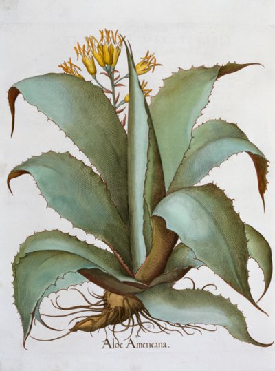 Amerikanische Aloe (Aloe Americana), 1613 von Unbekannt