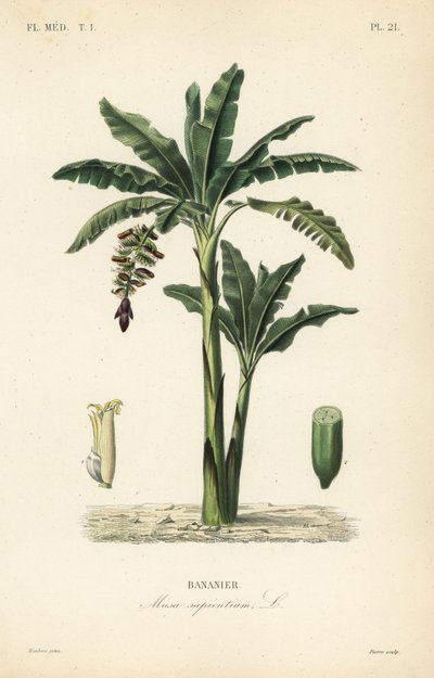 Bananenbaum, Musa paradisiaca von Unbekannt