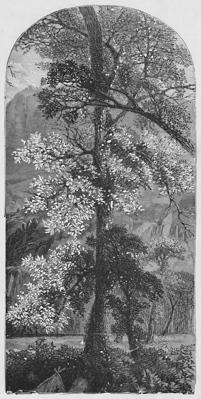Großer Baum, 1883 von Unbekannt